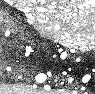 TEARWATER TREE - RAW CROP 04